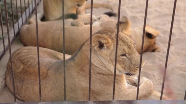 Una leonessa in una gabbia guarda attraverso una voliera. La leonessa riposa nella voliera dello zoo, un gruppo di leoni riposa nella voliera — Video Stock