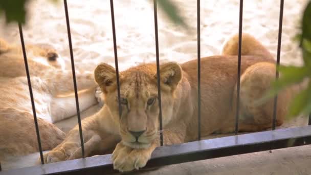 Egy gyönyörű oroszlán pihen az állatkerti madárházban, egy csapat oroszlán pihen a madárházban. — Stock videók