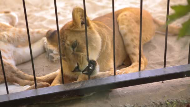 Μια όμορφη λέαινα αναπαύεται στο πτηνοτροφείο του ζωολογικού κήπου, μια ομάδα λιονταριών αναπαύεται στο πτηνοτροφείο. — Αρχείο Βίντεο
