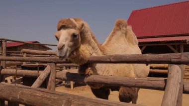 Bir devenin yemek yemesi, hayvanat bahçesindeki deve, ahşap bir kuşhanenin arkasındaki deve, büyük, temiz bir deve.