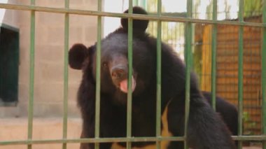 Sırtüstü uzanmış tatlı Himalaya kara ayısının portresi yemek isteyen birine bakıyor.