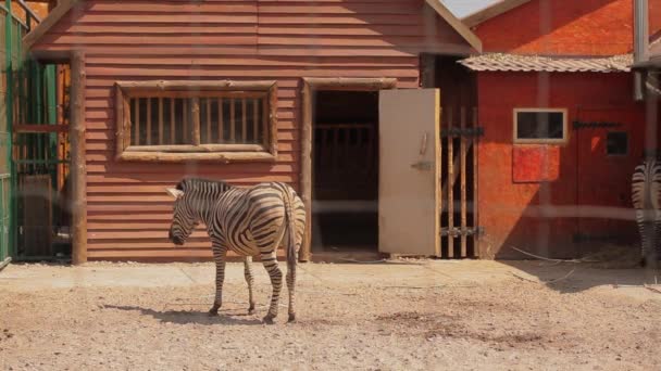 La cebra está en el aviario, la cebra come en el aviario en el zoológico — Vídeos de Stock