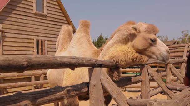 Bir devenin yemek yemesi, hayvanat bahçesindeki deve, ahşap bir kuşhanenin arkasındaki deve, büyük, temiz bir deve. — Stok video