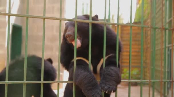 Porträtt av söt himalayansk svart björn ligger på rygg och tittar på någon som ber om mat — Stockvideo