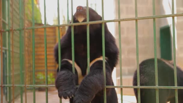 Ursos do Himalaia brincando em uma gaiola, ursos do Himalaia no zoológico. himalaia urso lambe uma gaiola — Vídeo de Stock