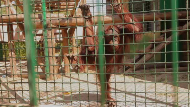 Orangután en el aviario del zoológico mirando desde la jaula, un hermoso orangután en el zoológico — Vídeos de Stock