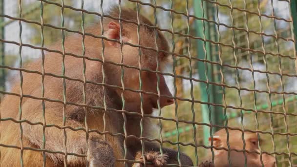 Een Japanse makaak neemt voedsel van een persoon hand, Japanse papaver close-up, Japanse makaak in een kooi close-up — Stockvideo