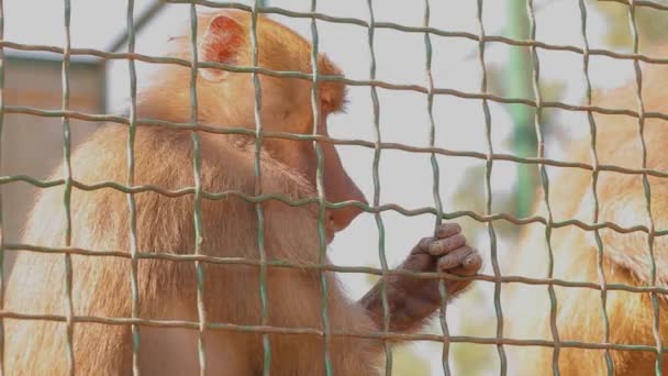 En japansk makak tar mat från en person hand, japansk vallmo på nära håll, japansk makak i en bur på nära håll — Stockvideo