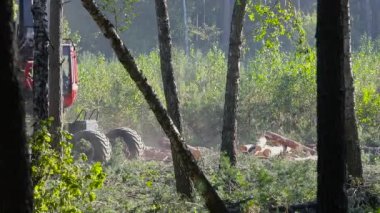 Ahşap işleme pençesi, kütük kesme, ormanların yok edilmesi