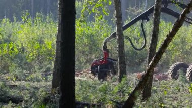 Modern ağaç kesme, modern orman birleşimi, ağacı parçalara ayırmak.