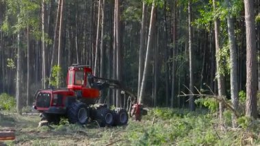 Ahşap biçme makinesi çam ağacını işliyor, hasat biçme makinesi ağacı parçalara ayırıyor, ağaç kesiyor.