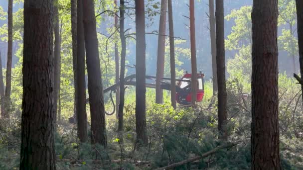 삼림 벌채, 벌목, 목재 수확기, 특수 장비로 벌목하는 삼림 — 비디오