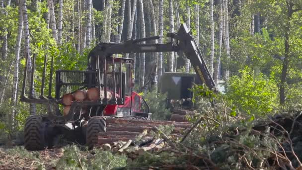 Houtbelading, houtverwerking, ontbossing, houtbelading met klauw — Stockvideo