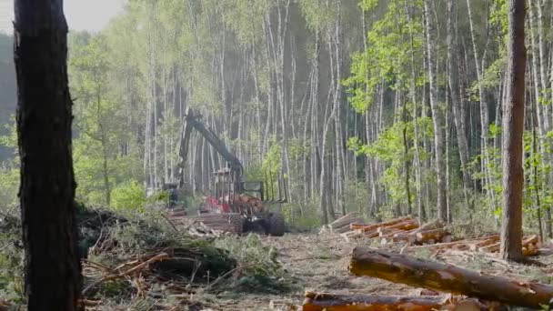 Chargement du bois dans la caisse du camion, récolte du bois, coupe du bois — Video