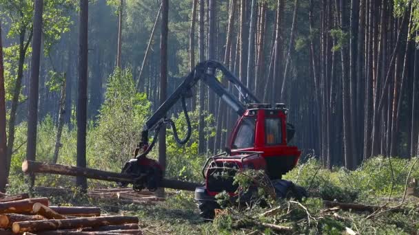 Eksploatacja maszyny do cięcia drewna, pozyskiwania drewna do produkcji — Wideo stockowe