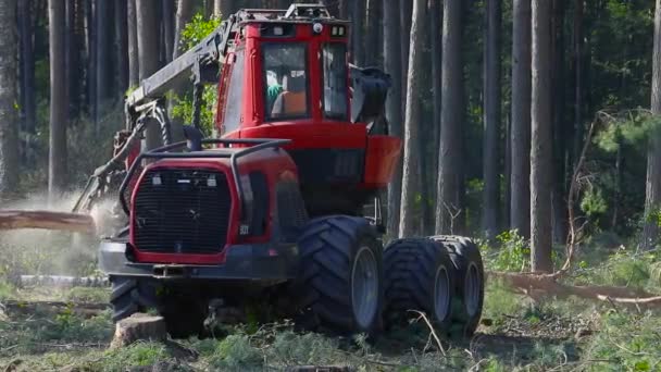 Het hout combineert oogstmachine verwerkt de den, de oogstmachine snijdt de boom in stukken, houtkap — Stockvideo