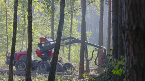 Лесной комбайн в густом лесу, работа машины для лесозаготовки — стоковое видео