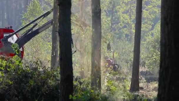 Erdészeti betakarító kivágja fűrészelt fa, alá kivágott fa — Stock videók