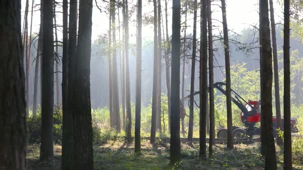 Лісозаготівля, лісозаготівля, збирання деревини, лісозаготівля, різання лісу спеціальним обладнанням — стокове відео