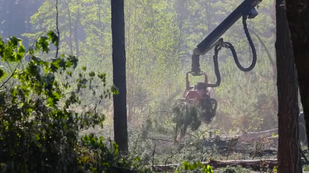 Лісозаготівля, лісозаготівля, збирання деревини, лісозаготівля, різання лісу спеціальним обладнанням — стокове відео