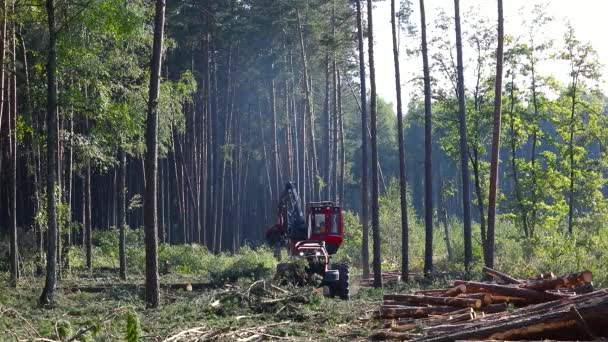 Coupe forestière, exploitation forestière, récolte de bois, abatteuse-façonneuse, coupe forestière avec équipement spécial — Video
