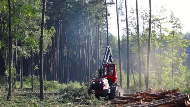 Лесозаготовки, лесозаготовки, оборудование для лесозаготовки — стоковое видео