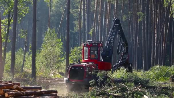 Funcționarea mașinii pentru tăierea lemnului, recoltarea lemnului pentru producție — Videoclip de stoc