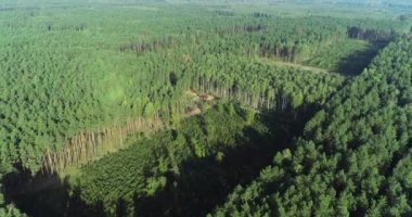 Endüstriyel ölçekte ormanların tahrip edilmesi, hava manzarası, eski çam ormanlarının tahrip edilmesi.