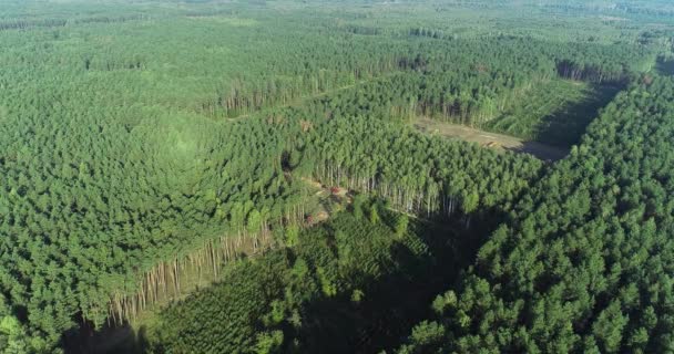 Ontbossing op industriële schaal, houtkap vanuit de lucht, ontbossing met speciale uitrusting, ontbossing van het oude dennenbos — Stockvideo