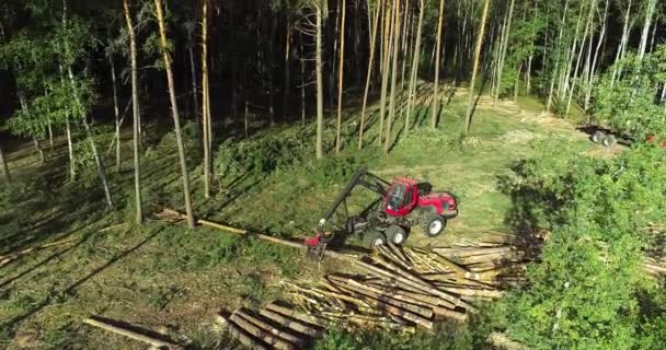 Cortadora forestal, cosechadora de madera, tala forestal con equipo especial — Vídeo de stock