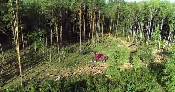 Máquina de tala moderna, flujo de trabajo de deforestación — Vídeos de Stock