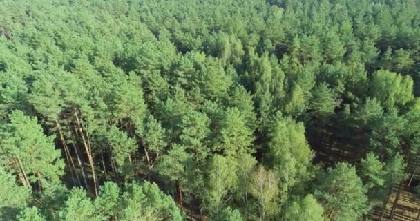 Voando sobre uma floresta de pinheiros, voando sobre as copas das árvores — Vídeo de Stock