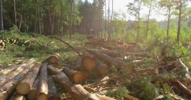 Ağaç kesme alanında bir sürü ağaç devrilmiş, arka planda oduncu bir makine var.