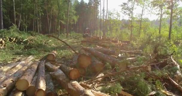 Muitas árvores derrubadas no local de exploração madeireira, uma máquina de lenhador no fundo de árvores caídas — Vídeo de Stock