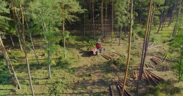 Cortadora forestal, cosechadora de madera, tala forestal con equipo especial — Vídeo de stock