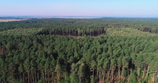 Desmatamento da antiga floresta de pinheiros, Vista aérea da exploração madeireira, Desmatamento em escala industrial, desmatamento com equipamento especial — Vídeo de Stock