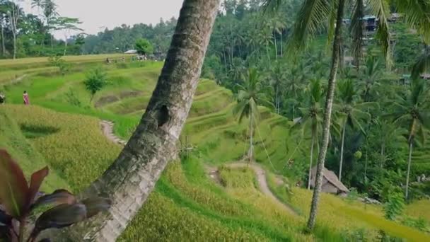 Tepelerde pirinç tarlaları. Pirinç Terasları. Bali 'deki pirinç alanları — Stok video