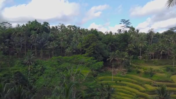 Beautiful rice terraces in bali. Mountain rice cultivation — Stock Video