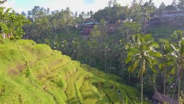 Beautiful rice terraces in bali. Mountain rice cultivation — Stock Video