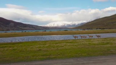 Patagonya 'da vahşi lama. Dağların arka planında vahşi Lamalar