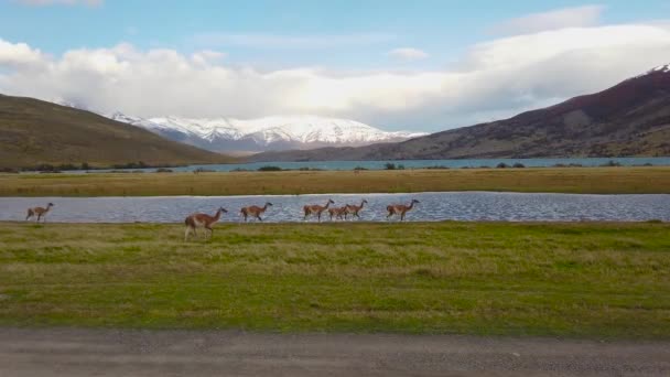 Lamas grasen in der Natur, Patagonien, Chili. Wilde Lamas vor dem Hintergrund der Berge in Patagonien, Chile — Stockvideo
