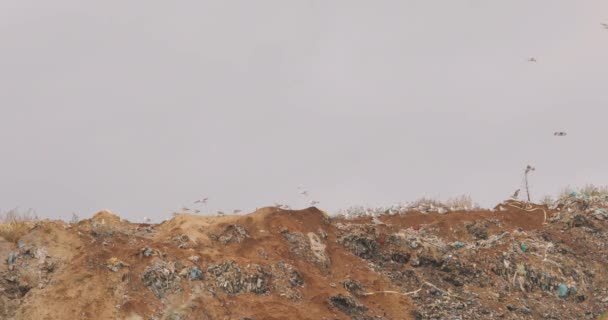 Gaviotas en la basura, pájaros de la basura, gaviotas comen en un cubo de basura — Vídeos de Stock