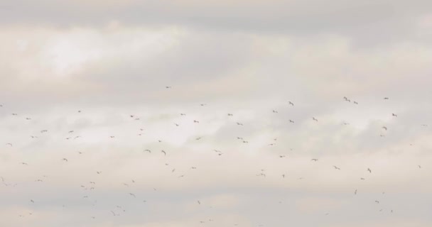 Cielo gris deprimente con pájaros. bandada de aves en el cielo, aves en un fondo de cielo nublado — Vídeos de Stock