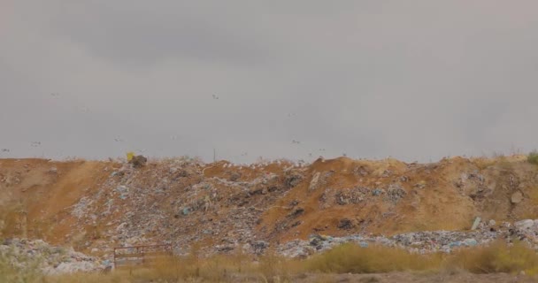 Καταθλιπτικό πλαίσιο απόρριψης σκουπιδιών με ιπτάμενα πουλιά, πουλιά σε χωματερή σε γκρίζο φόντο ουρανού — Αρχείο Βίντεο