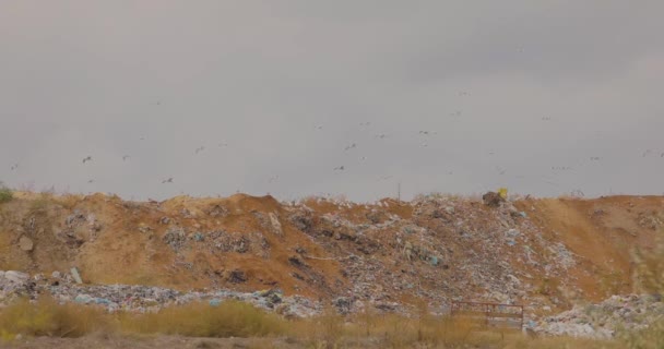 Καταθλιπτικό πλαίσιο απόρριψης σκουπιδιών με ιπτάμενα πουλιά, πουλιά σε χωματερή σε γκρίζο φόντο ουρανού — Αρχείο Βίντεο