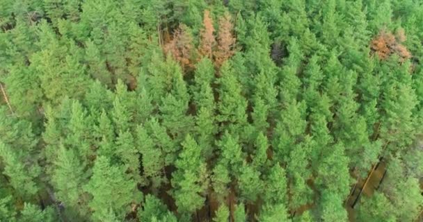 Bella foresta di conifere alta dall'aria, vista di una grande foresta di conifere da un'altezza — Video Stock