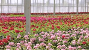 Geniş, modern bir serada çiçek açan sardunya. Sardunya yakın plan çiçek açar. Modern sera. Cam tavanlı sera