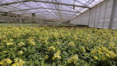 Serada sulu yeşil çiçekler, camdan çatılı büyük, modern bir sera. Serada büyüyen çiçekler, modern bir serada bir sürü renkli çiçek.