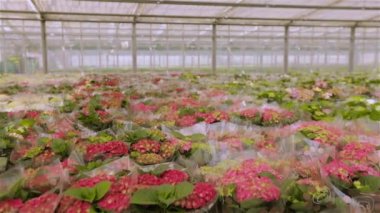 Endüstriyel ölçekte çiçek yetiştiriyor. Kırmızı çiçekli yeşil bitki