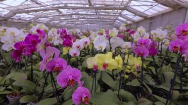 Çiçekli orkide panoraması. Çiçek açan bir orkidenin panoraması. Orkide çiçeği yaklaş, güzel orkide yaklaş